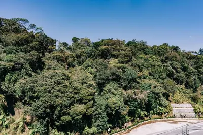 an overhead view of a large forest of trees at Hotel De' La Ferns, Cameron Highlands in Cameron Highlands