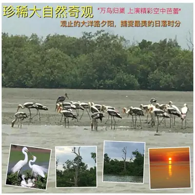 a collage of pictures of birds in a field at \u672c\u5e97\u597d\u6c11\u5bbf in Sekincan