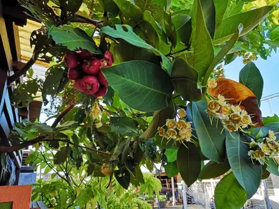 a bunch of leaves and flowers on a tree at \u672c\u5e97\u597d\u6c11\u5bbf in Sekincan