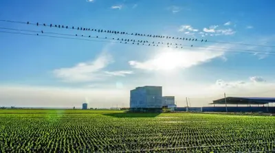 a flock of birds sitting on a power line at The One Boutique Hotel in Sekincan