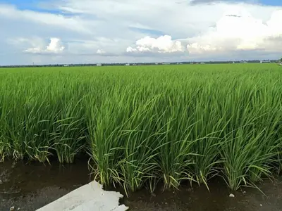 a field of tall green plants in the water at The One Boutique Hotel in Sekincan