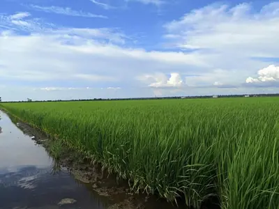 a field of green grass next to a body of water at The One Boutique Hotel in Sekincan