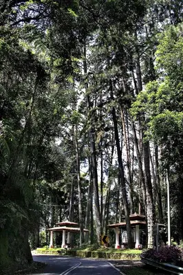 a road with trees and a house in the middle at FH Comfy Home in Bukit Fraser