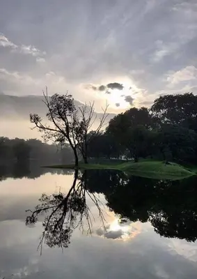 a tree sitting in the middle of a body of water at Taiping Homestay in Taiping