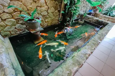 a koi pond with a bunch of fishes in it at Virgo Batik Resort Teluk Batik Lumut in Lumut