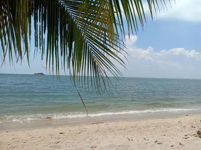 a palm tree on a beach with the ocean at Sea Lion by the beach in George Town