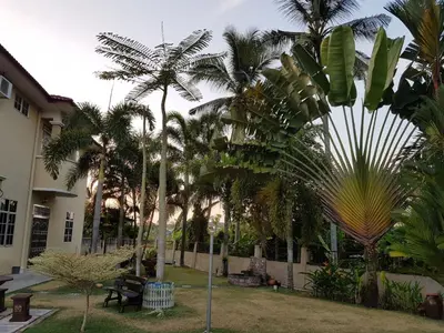 a group of palm trees in front of a building at Big Garden Homestay in Pantai Remis