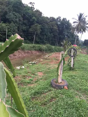 a plant sitting in the grass next to a field at Panorama Homestay in Jeram