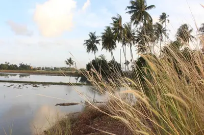 a body of water with palm trees and grass at Homestay Zulaika Kota Aur in Kepala Batas