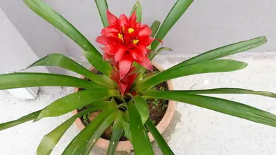 a plant with red flowers in a pot at TULIP HOTEL & APARTMENT in Cameron Highlands