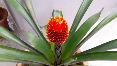 a red flower in a plant with green leaves at TULIP HOTEL & APARTMENT in Cameron Highlands
