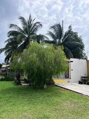 a tree in front of a house with two palm trees at Purple Cube at Lumut Cube Homestay Kontena in Lumut