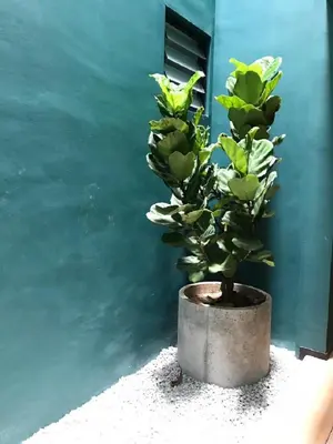 a potted plant in a pot next to a wall at Kooning in George Town