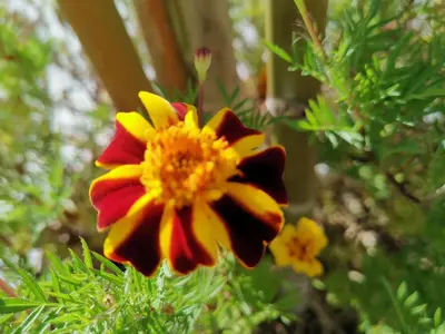 a close up of a yellow and red flower at The Quintet, Tower Ethel in Tanah Rata