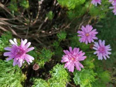 a group of purple flowers on some green plants at The Quintet, Tower Ethel in Tanah Rata