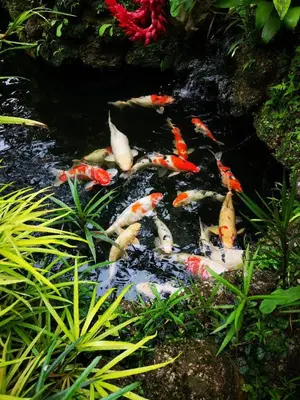 a group of koi fish in a pond at Moonriver Lodge in Cameron Highlands