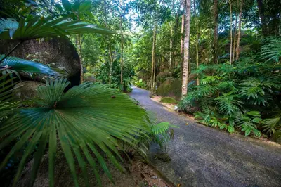 a road in the middle of a forest with trees at Boulder Valley in Batu Ferringhi