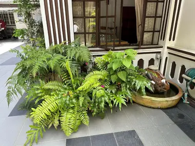 a bunch of plants sitting on the side of a building at Hickory Penang Hill in George Town