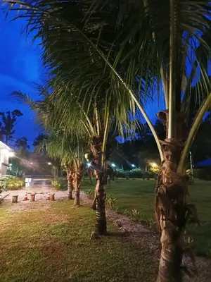 a row of palm trees in a park at night at Outworld Basecamp in Gopeng