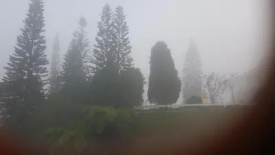 a group of trees in a park in the fog at Silverpark Resort C2-5-1 or C3-3A-2 walk up in Bukit Fraser