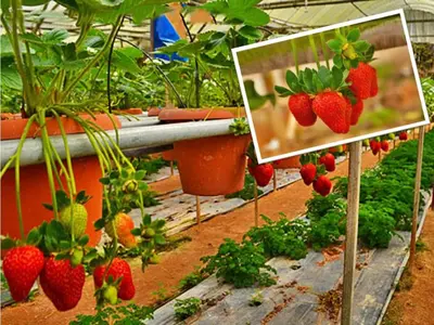 a picture of strawberries hanging in a greenhouse at Cameron Nova Highlands Resort I in Cameron Highlands