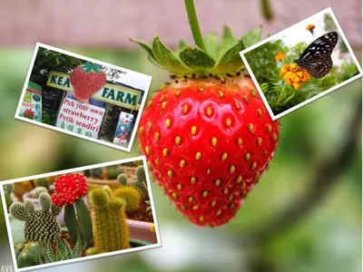 a picture of a picture of a strawberry on a plant at Cameron Nova Highlands Resort I in Cameron Highlands