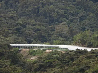 a train on a bridge in the middle of a forest at Crown imperial in Brinchang