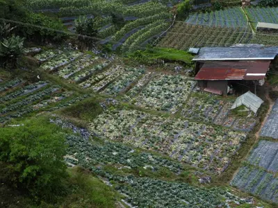an overhead view of a vegetable garden with a building at Crown imperial in Brinchang