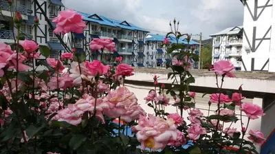 a bunch of pink flowers in front of buildings at MERLIN HOME DESA ANTHURIUM in Tanah Rata