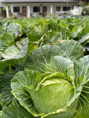 a field of large green cabbage plants at Ng Family’s Farm Stay in Cameron Highlands