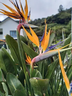 a plant with yellow and orange flowers and green leaves at Ng Family’s Farm Stay in Cameron Highlands