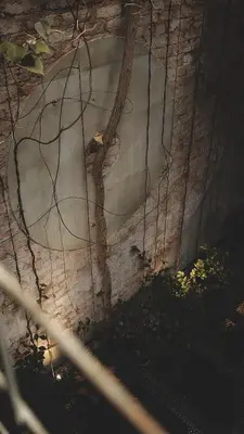 a rock wall with a tree on top of it at Frenz Republic - SELF CHECK IN in George Town