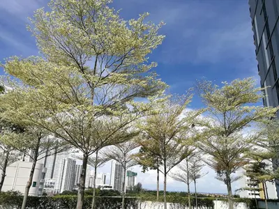 a row of trees in front of a city at Landmark Lovely Coast View King Suite#500mbpsWifi#Netflix in Tanjong Tokong