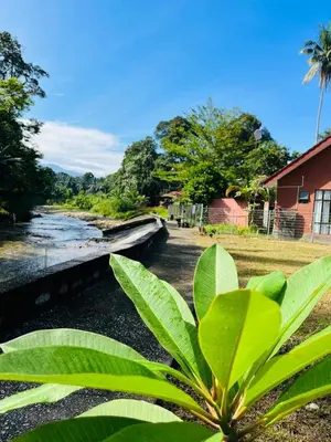 a plant with green leaves next to a river at Cinta Abadi Resort in Bidur