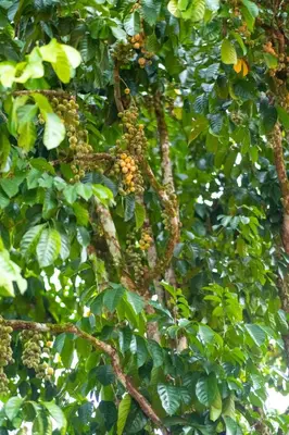 a tree with lots of fruits on it at Cinta Abadi Resort in Bidur