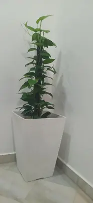 a plant in a white pot sitting on a wall at Cozy Corner House #4 Bedroom #3 Bathroom in Ipoh