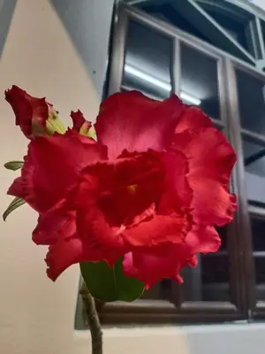 a red flower sitting in front of a window at Cozy Corner House #4 Bedroom #3 Bathroom in Ipoh