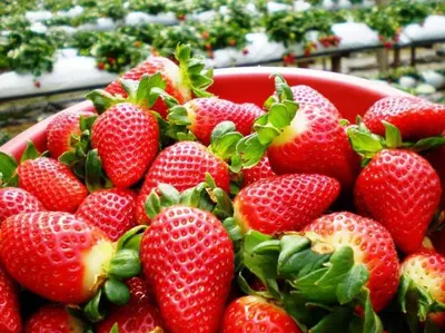 a red bowl filled with strawberries in a garden at Fizan Homestay in Tanah Rata