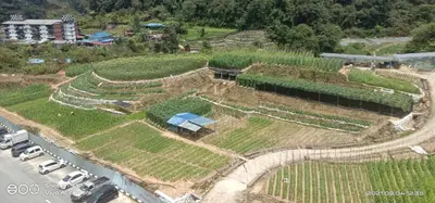 a farm with a field of crops on a hill at Fizan Homestay in Tanah Rata