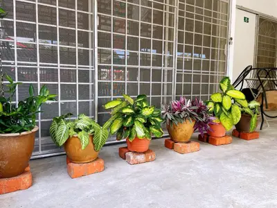 a group of potted plants sitting on a patio at Cameron Magpie House in Ringlet