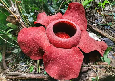 a red flower is sitting on the ground at The Cocoon Capsule Hotel in Cameron Highlands