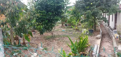 a row of mango trees in a garden at Nurul Saadah Lunas in Lunas