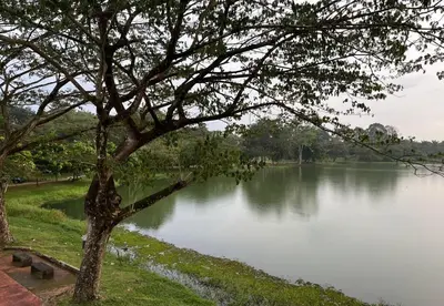 a view of a lake with a tree at 1108 Carebin Slim River in Slim River