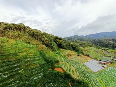 an aerial view of a green hillside with trees at Dream 2 in Cameron Highlands