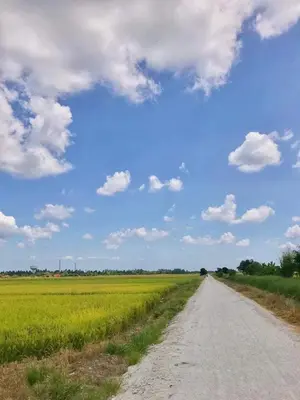 a dirt road in the middle of a field at Izz Homestay Sawah Padi Sungai Besar ! in Kampong Parit Ten
