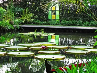 a garden with lily pads in the water at EE's Beach House - Homestay 3 min walk to beach in Batu Ferringhi