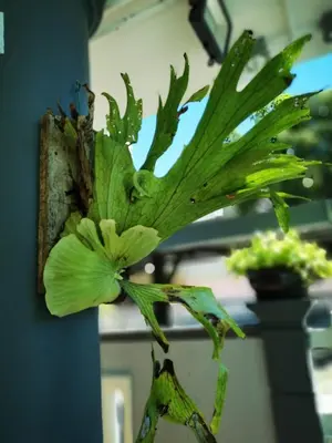 a green plant is attached to a wall at Surprised Homestay Butterworth in Butterworth