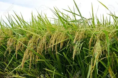 a field of tall grass with the sky in the background at Sekinchan 2008 Home：Karaoke/BBQ in Sekincan