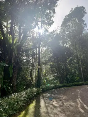 a road in the middle of a forest with the sun shining at The Antler Silverpark Fraser's Hill in Bukit Fraser