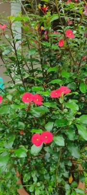 a group of red flowers on a green plant at Afilia 2 in Kuala Kangsar